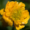 Rununculus constantinopolitanus plenus - Abriachan nurseries, the garden on loch ness